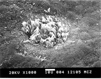 Media type: image; Herpetology R-1062